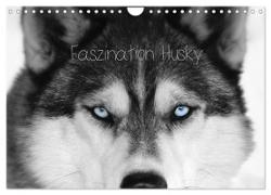 Faszination Husky (Wandkalender 2024 DIN A4 quer), CALVENDO Monatskalender