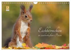Eichhörnchen in zauberhaften Posen (Wandkalender 2024 DIN A4 quer), CALVENDO Monatskalender