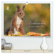 Eichhörnchen in zauberhaften Posen (hochwertiger Premium Wandkalender 2024 DIN A2 quer), Kunstdruck in Hochglanz