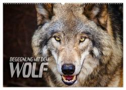 Begegnung mit dem Wolf (Wandkalender 2024 DIN A2 quer), CALVENDO Monatskalender