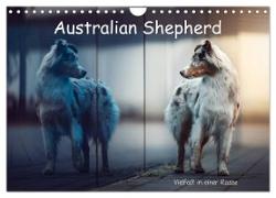 Australian Shepherd - Vielfalt in einer Rasse (Wandkalender 2024 DIN A4 quer), CALVENDO Monatskalender