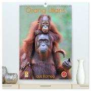 Orang Utans aus Borneo (hochwertiger Premium Wandkalender 2024 DIN A2 hoch), Kunstdruck in Hochglanz
