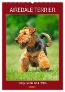 Airedale Terrier - Temperament auf 4 Pfoten (Wandkalender 2024 DIN A2 hoch), CALVENDO Monatskalender