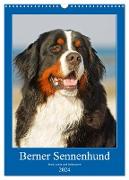 Berner Sennenhund - stark , schön und liebenswert (Wandkalender 2024 DIN A3 hoch), CALVENDO Monatskalender