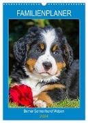 Familienplaner Berner Sennenhund Welpen (Wandkalender 2024 DIN A3 hoch), CALVENDO Monatskalender