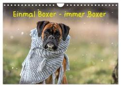 Einmal Boxer - immer Boxer (Wandkalender 2024 DIN A4 quer), CALVENDO Monatskalender