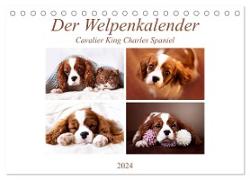 Der Welpenkalender - Cavalier King Charles Spaniel (Tischkalender 2024 DIN A5 quer), CALVENDO Monatskalender