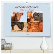 Schöne Schotten - Galloway im Porträt (hochwertiger Premium Wandkalender 2024 DIN A2 quer), Kunstdruck in Hochglanz