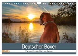 Deutscher Boxer (Wandkalender 2024 DIN A4 quer), CALVENDO Monatskalender