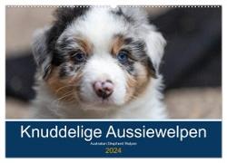 Australian Shepherd Welpen 2024 (Wandkalender 2024 DIN A2 quer), CALVENDO Monatskalender