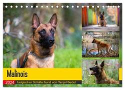 Malinois - belgischer Schäferhund (Tischkalender 2024 DIN A5 quer), CALVENDO Monatskalender