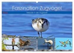 Faszination Zugvögel - Rekorde in der Vogelwelt (Wandkalender 2024 DIN A2 quer), CALVENDO Monatskalender