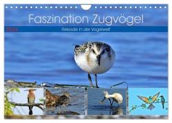 Faszination Zugvögel - Rekorde in der Vogelwelt (Wandkalender 2024 DIN A4 quer), CALVENDO Monatskalender