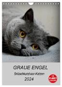Graue Engel - Britischkurzhaar-Katzen (Wandkalender 2024 DIN A4 hoch), CALVENDO Monatskalender
