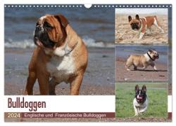 Bulldoggen - Englische und Französische Bulldoggen (Wandkalender 2024 DIN A3 quer), CALVENDO Monatskalender