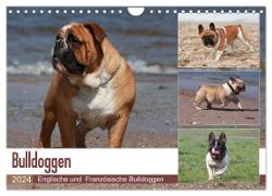 Bulldoggen - Englische und Französische Bulldoggen (Wandkalender 2024 DIN A4 quer), CALVENDO Monatskalender