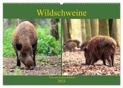 Wildschweine - Tiere aus unseren Wäldern (Wandkalender 2024 DIN A2 quer), CALVENDO Monatskalender