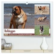 Bulldoggen - Englische und Französische Bulldoggen (hochwertiger Premium Wandkalender 2024 DIN A2 quer), Kunstdruck in Hochglanz