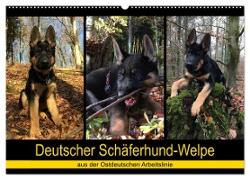 Deutscher Schäferhund-Welpe - aus der Ostdeutschen Arbeitslinie (Wandkalender 2024 DIN A2 quer), CALVENDO Monatskalender