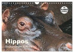 Hippos - Begegnungen in Afrika (Wandkalender 2024 DIN A4 quer), CALVENDO Monatskalender