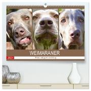 Weimaraner. Edel, elegant und klug (hochwertiger Premium Wandkalender 2024 DIN A2 quer), Kunstdruck in Hochglanz