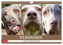 Weimaraner. Edel, elegant und klug (Wandkalender 2024 DIN A4 quer), CALVENDO Monatskalender