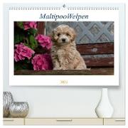 Maltipoo Welpen (hochwertiger Premium Wandkalender 2024 DIN A2 quer), Kunstdruck in Hochglanz