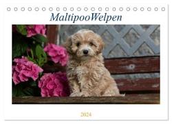 Maltipoo Welpen (Tischkalender 2024 DIN A5 quer), CALVENDO Monatskalender