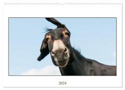 Esel Lebensfreude - Spaß mit Langohren (Wandkalender 2024 DIN A2 quer), CALVENDO Monatskalender