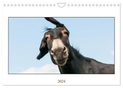 Esel Lebensfreude - Spaß mit Langohren (Wandkalender 2024 DIN A4 quer), CALVENDO Monatskalender