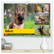 Malinois - belgischer Schäferhund (hochwertiger Premium Wandkalender 2024 DIN A2 quer), Kunstdruck in Hochglanz