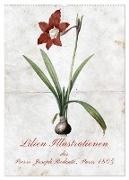 Lilien Illustrationen des Pierre-Joseph Redouté, Paris 1805 (Wandkalender 2024 DIN A2 hoch), CALVENDO Monatskalender