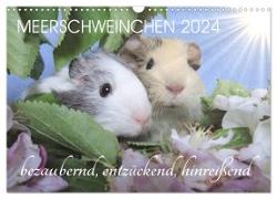Meerschweinchen 2024 - bezaubernd, hinreißend, entzückend (Wandkalender 2024 DIN A3 quer), CALVENDO Monatskalender