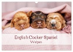 English Cocker Spaniel Welpen (Wandkalender 2024 DIN A3 quer), CALVENDO Monatskalender