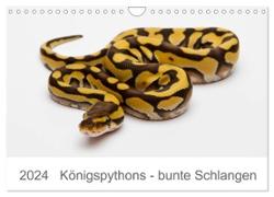 Königspythons - bunte Schlangen (Wandkalender 2024 DIN A4 quer), CALVENDO Monatskalender