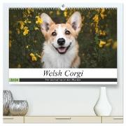 Welsh Corgi - Der Kobold unter den Hunden (hochwertiger Premium Wandkalender 2024 DIN A2 quer), Kunstdruck in Hochglanz