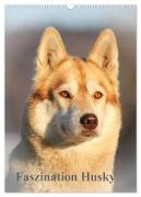 Faszination Husky (Wandkalender 2024 DIN A3 hoch), CALVENDO Monatskalender