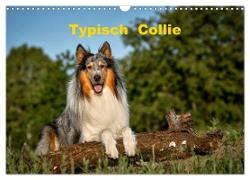 Typisch Collie (Wandkalender 2024 DIN A3 quer), CALVENDO Monatskalender