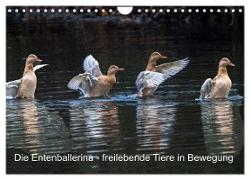 Die Entenballerina - freilebende Tiere in Bewegung (Wandkalender 2024 DIN A4 quer), CALVENDO Monatskalender