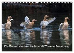 Die Entenballerina - freilebende Tiere in Bewegung (Wandkalender 2024 DIN A3 quer), CALVENDO Monatskalender