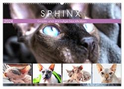 Sphinx. Grazile und anmutige Nacktkatzen (Wandkalender 2024 DIN A2 quer), CALVENDO Monatskalender