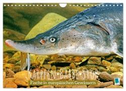 Karpfen, Barbe, Stör: Fische in europäischen Gewässern (Wandkalender 2024 DIN A4 quer), CALVENDO Monatskalender