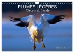 PLUMES LÉGÈRES. Oiseaux du Monde (Calendrier mural 2024 DIN A4 vertical), CALVENDO calendrier mensuel