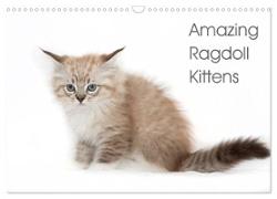 Amazing Ragdoll Kittens (Wall Calendar 2024 DIN A3 landscape), CALVENDO 12 Month Wall Calendar