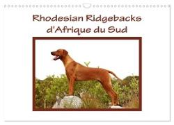 Rhodesian Ridgebacks d'Afrique du Sud (Calendrier mural 2024 DIN A3 vertical), CALVENDO calendrier mensuel