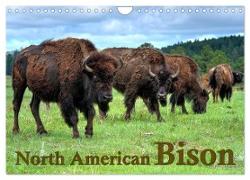 North American Bison (Wall Calendar 2024 DIN A4 landscape), CALVENDO 12 Month Wall Calendar