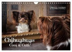 Chihuahuas - Cool & Cute / UK-Version (Wall Calendar 2024 DIN A4 landscape), CALVENDO 12 Month Wall Calendar
