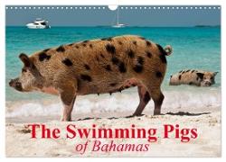 The Swimming Pigs of Bahamas (Wall Calendar 2024 DIN A3 landscape), CALVENDO 12 Month Wall Calendar