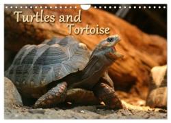 Turtles and Tortoise / UK-Version (Wall Calendar 2024 DIN A4 landscape), CALVENDO 12 Month Wall Calendar