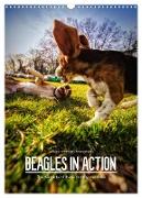 Beagles in action (Wall Calendar 2024 DIN A3 portrait), CALVENDO 12 Month Wall Calendar
